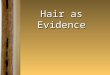 Hair as Evidence. Introduction  Human hair is one of the most frequently found pieces of evidence at the scene of a violent crime. It can provide a link