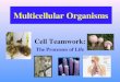 Multicellular Organisms Cell Teamwork: The Processes of Life