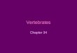 Vertebrates Chapter 34. Chordata Characteristics