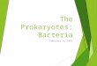 The Prokaryotes: Bacteria February 4, 2015. The Prokaryotes