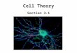 Cell Theory Section 3.1. Vocab and Main Concept Cell Theory (p. 71) – Very important concept! – Know all parts Cytoplasm (p. 71) Organelle (p. 72) Prokaryotic