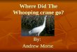 Where Did The Whooping crane go? By: Andrew Morse
