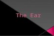 Your ears are sense organs that respond to the stimulus of sound.  The sound waves are picked up from the surrounding air, and they are turned into