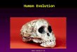 Mader: Biology 8 th Ed. Human Evolution. Mader: Biology 8 th Ed. Classification of Modern Humans Kingdom: Animalia Phylum: Chordata Class: Mammalia Order:
