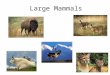Large Mammals. White-Tailed Deer Habitat: adaptable creatures Feeding Habits: herbivores, forbs, browse, shrubs, acorns, fungi, grasses Life cycle: 1.Rut-