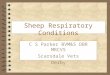 Sheep Respiratory Conditions C S Parker BVM&S DBR MRCVS Scarsdale Vets Derby