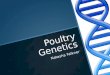 Poultry Genetics Natasha Falkner. Genetic issues  Inbreeding is causing problems to almost all poultry including caged, free range and backyard  Problems