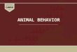 ANIMAL BEHAVIOR. Introduction The behavior represents the interface between an animal and its environment. Behavioral responses are usually the most flexible