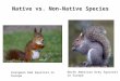 Native vs. Non-Native Species European Red Squirrel in Europe North American Grey Squirrel in Europe