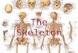 The Skeleton. Two Divisions Axial Appendicular Axial Skeleton