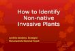 How to Identify Non-native Invasive Plants Cynthia Sandeno, Ecologist Monongahela National Forest March 20, 2012
