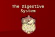 The Digestive System. How is food digested? Digestion involves: Breaking down of food into smaller pieces Breaking down of food into smaller pieces The