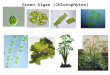 Green Algae (Chlorophytes). “Chlamydomonas” Green Algae Diversity I 20 “Chlorella” “Carteria”