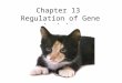 Chapter 13 Regulation of Gene Activity. 1. “Junk DNA” answer questions in your QOD notebook