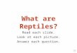 What are Reptiles? Read each slide. Look at each picture. Answer each question