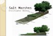 Salt Marshes Christopher Bednar. Introduction Environment in the Coastal Intertidal Zone Transitional environment between land and sea Dominated by halophytes