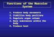 Functions of the Muscular System 1.Produce body movements 2.Stabilize body positions 3.Regulate organ volume 4.Move substances within the body 5.Produce