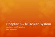 Chapter 6 – Muscular System Anatomy and Physiology Mrs. Harborth