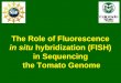 The Role of Fluorescence in situ hybridization (FISH) in Sequencing the Tomato Genome