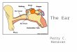The Ear Perry C. Hanavan. Outer Ear Peripheral –Outer ear –Middle ear –Inner ear –Auditory nerve Central –Brainstem –Midbrain –Cerebral