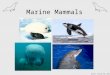 Marine Mammals photos: Florida FWC, NOAA. Reptiles, Birds, Mammals  Phylum Chordata  Subphylum Vertebrata  3 Classes:  Class Reptilia  Class Aves