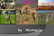 By Michaela. Description of animal  The name of my animal is a giraffe. Giraffes are the tallest mammals in the world. Giraffes have towering legs and