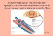 Neuromuscular Transmission synaptic transmission between a somatic motor neuron and a skeletal muscle fiber Somatic Fig. 11.5