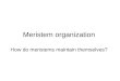 Meristem organization How do meristems maintain themselves?