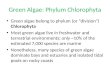 Green Algae: Phylum Chlorophyta Green algae belong to phylum (or â€œdivisionâ€‌) Chlorophyta Most green algae live in freshwater and terrestrial environments;