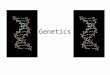 Genetics. Phenotype/Genotype Phenotype is what an animal looks like Phenotype = Genetics + Environment (+GxE interactions) Genotype = the genetic makeup