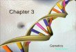 Chapter 3 Genetics Michael Hoerger. The Basics Nucleus: where most genetic material is stored, contains chromosomes Chromosomes: 46 (23 pairs), carry