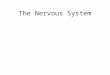 The Nervous System. General Nervous System Functions Control of the internal environment –Nervous system works with endocrine system Voluntary control