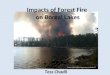 Impacts of Forest Fire on Boreal Lakes Tess Chadil Source: http://blog.e-democracy.org/posts/91