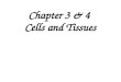 Chapter 3 & 4 Cells and Tissues. Anatomy of a Cell Plasma Membrane “cell” –Fluid Mosaic Model Phospholipids – cushioning insulation Proteins – growth