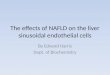 The effects of NAFLD on the liver sinusoidal endothelial cells By Edward Harris Dept. of Biochemistry
