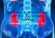 Anatomy & Physiology of the Excretory System Anatomy & Physiology 13-14