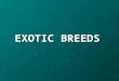EXOTIC BREEDS. EXOTIC DAIRY BREEDS HOLSTEIN FRIESIAN Physical Characteristics: Originates from Holland. Most widely distributed breed of dairy cattle
