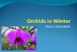 Chris Dalrymple. In the colder months, the requirements of orchids change Lower temperature Less light intensity Shorter days Less evapouration Slower