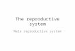 The reproductive system Male reproductive system
