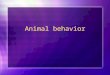 Animal behavior. Behavior A behavior is anything an organism does in response to a stimulus in its environment. Brainpop- Behavior