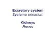 Excretory system Systema urinarium Kidneys Renes