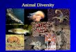 Animal Diversity. What is an Animal? Animal Characteristics –Eukaryotic –Multicellular –Heterotrophic –Lack cell walls Unique combination
