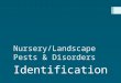 Nursery/Landscape Pests & Disorders Identification