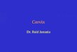 Cervix Dr. Raid Jastania. Cervical Cancer Screening HPV infection Pre- Cancerous Dysplasia Cancer 10-20 years
