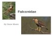 Falconidae By Diane Mares. Falconiformes F. Cathartidae – New World Vultures F. Pandionidae – Osprey F. Accipitridae – Hawks and Eagles F. Sagittariidae