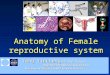 Anatomy of Female reproductive system Teng Yincheng M.D., Ph.D., Professor Teng Yincheng M.D., Ph.D., Professor Department Of Obstetrics & Gynecology Department