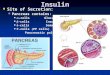 Insulin Site of Secretion: Site of Secretion: Pancreas contains: Pancreas contains:  -cells Glucagons  -cells Glucagons  -cells Insulin  -cells Insulin