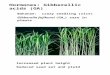 Hormones: Gibberellic acids (GA) Bakanae: crazy seedling (rice) Gibberella fujikuroi (GA 3 ) rare in plants Increased plant height Reduced seed set and