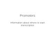 Promoters Information about where to start transcription