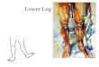 Lower Leg. Muscles of the Anterior Leg Dorsiflexors of ankles and extensors of toes reside in anterolateral compartment as the tibia fills the anteriomedial